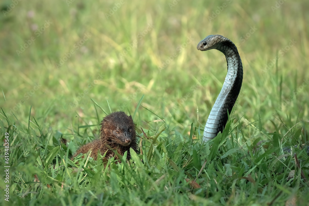Fototapeta premium a fight between a snake and a mongoose