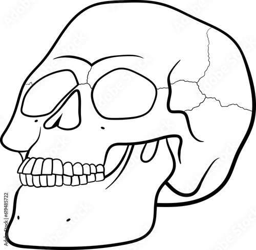 Skull clipart