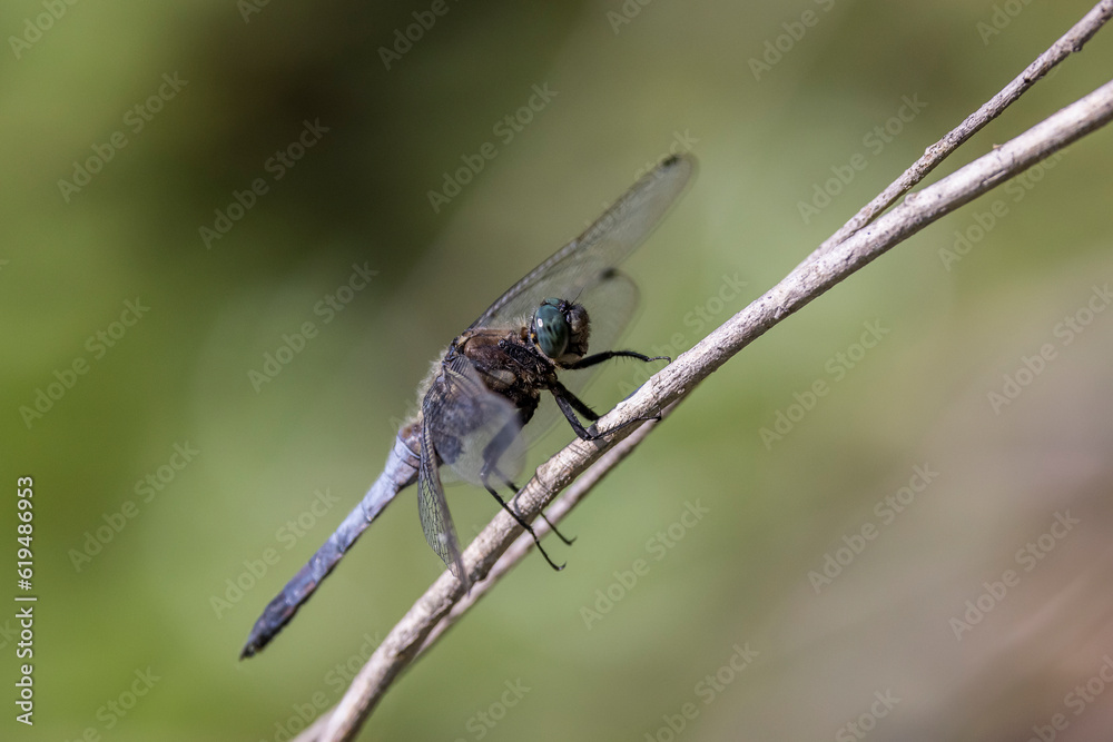 Dragonfly balancing on a blade of grass Dragonfly balancing on a blade of grass