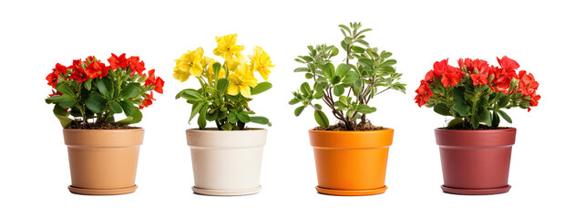flower pot on transparent background, png