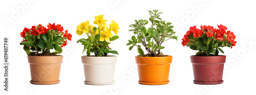 flower pot on transparent background, png