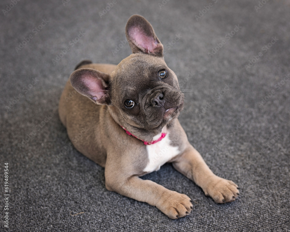 French Bulldog