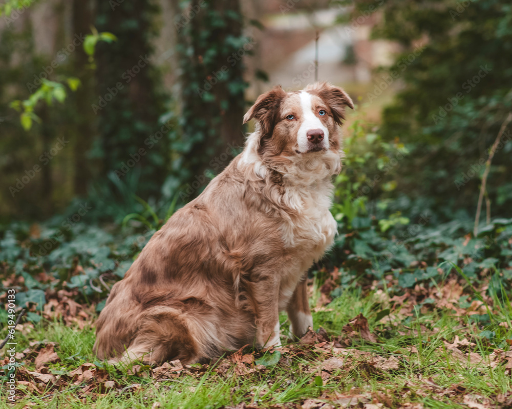 Australian Shepherd