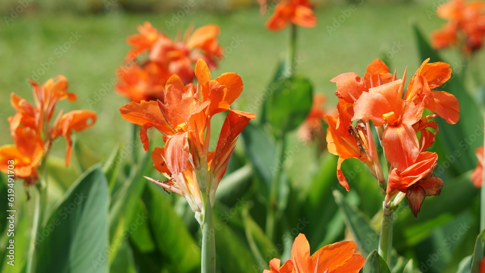red and yellow tulips Flowers in the garden