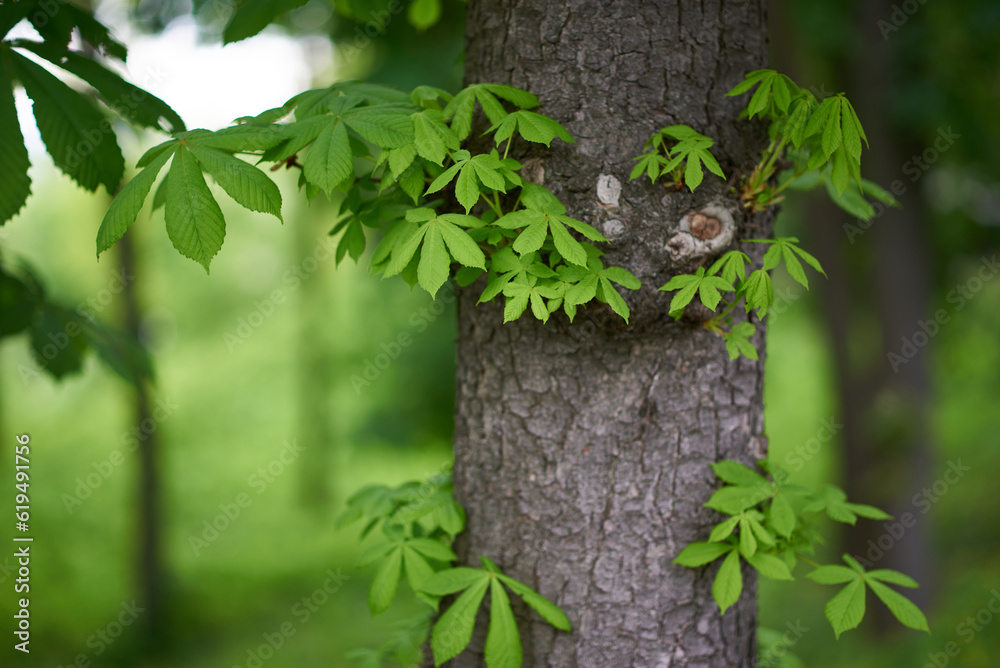 Obraz premium Trees in the forest