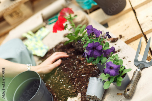 Unrecognizable woman hands holding seedling red flower begonya . Newly planted florets in the garden. Gardener in apron planting flowers photo