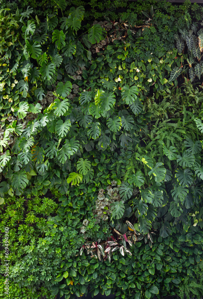 Vertical gardening helps create beauty and shady for areas with limited space. Often, foliage plants that require less light, such as Alocasia, monstera, are used as a backdrop for photography.