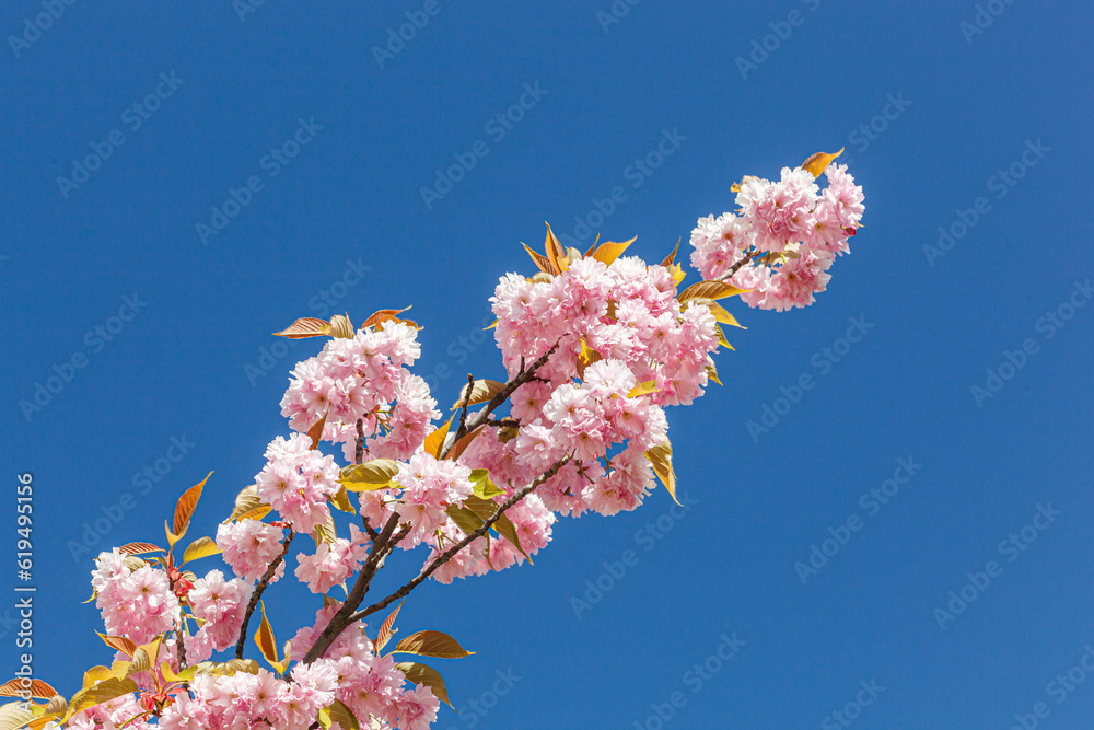 sakura blossom, sakura branches against the blue sky close-up sakura blossom, sakura branches against the blue sky close-up