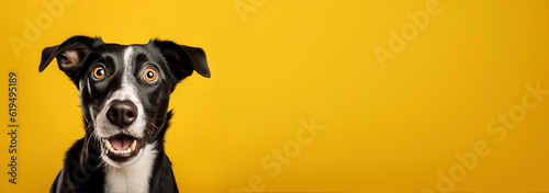 Dog looking surprised, reacting amazed, impressed, standing over yellow background