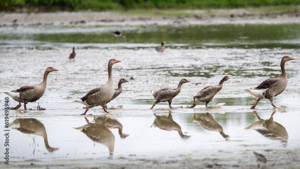 Greylag goose or graylag goose (Anser anser) family in wetlands. Isonzo river mouth, Isola della Cona, Italy. Greylag goose or graylag goose (Anser anser) family in wetlands. Isonzo river mouth, Isola della Cona, Italy.