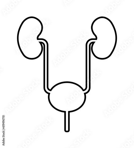 Urinary system icon in flat style. Urinary system outline.