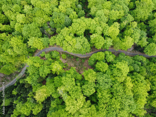 Road path through deciduous green trees forest in spring above drone image background