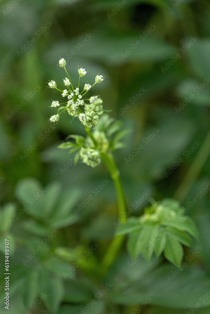 Tiny green boxwort flowers with green leaves. Tiny green boxwort flowers with green leaves.