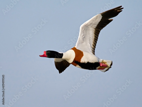 Common shelduck (Tadorna tadorna)