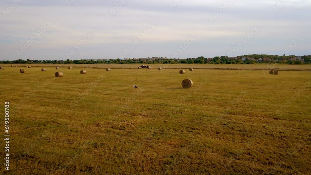 Meadow with straw round bales on summer evening at sunset. Field after harvest with hay rolls. Work in agronomic farm for making business and production organic eco bio animal feed Meadow with straw round bales on summer evening at sunset. Field after harvest with hay rolls. Work in agronomic farm for making business and production organic eco bio animal feed