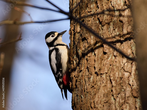 Great spotted woodpecker (Dendrocopos major)