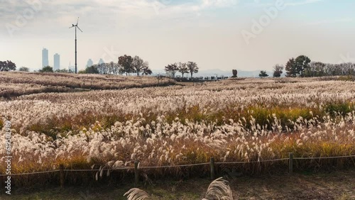 Seoul South Korea time lapse 4K, timelapse of silver grass field at Haneul Park in autumn photo