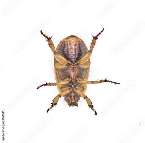 Pelidnota punctata - the grapevine beetle, spotted June beetle or spotted pelidnota - isolated on white background bottom ventral view