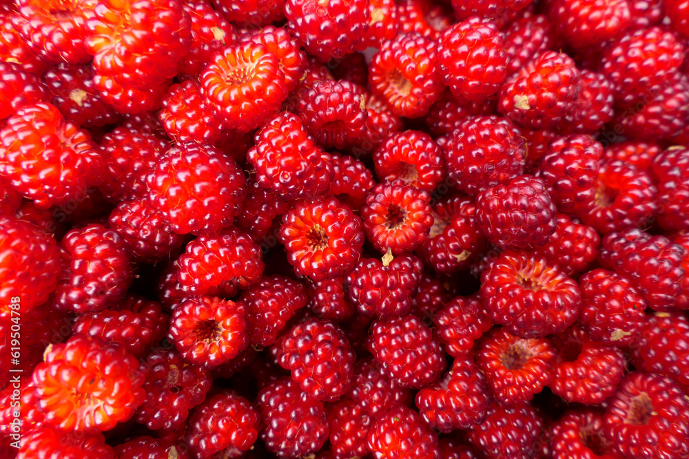 Bowl full of freshly picked Wineberries (rubus phoenicolasius) also known as the Japanese raspberry
Bowl full of freshly picked Wineberries (rubus phoenicolasius) also known as the Japanese raspberry