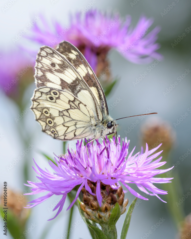 The marbled white - Melanargia galathea sucks nectar with its trunk from the blossom of the Centaurea jacea, the brown knapweed or brownray knapweed The marbled white - Melanargia galathea sucks nectar with its trunk from the blossom of the Centaurea jacea, the brown knapweed or brownray knapweed