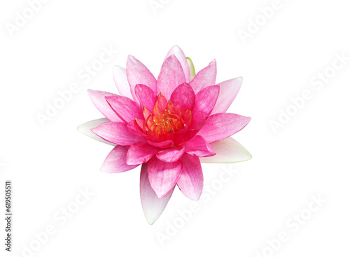 Pink Hardy Water lily flower on transparent background. PNG File 