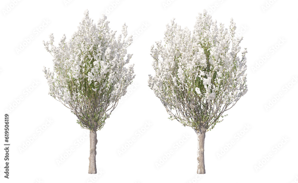 Fototapeta premium Snow on tree with transparent background