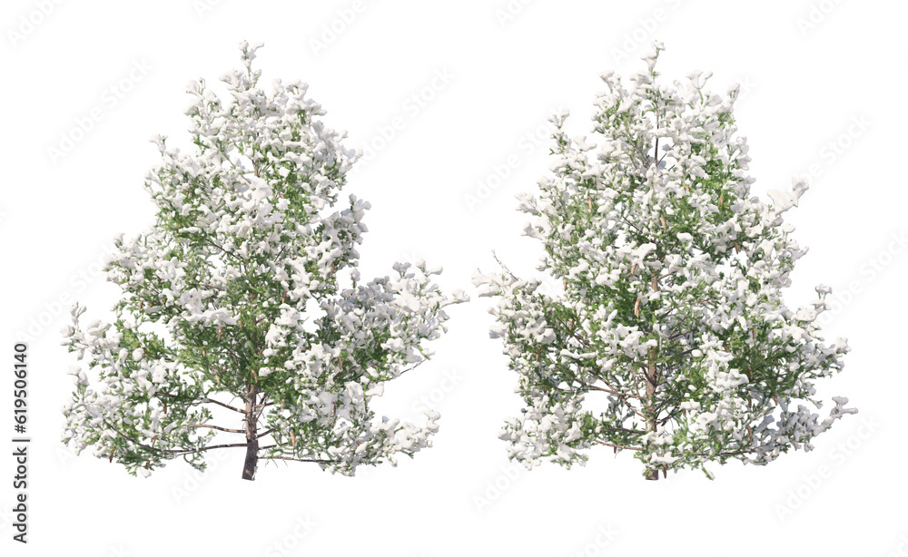 Snow on tree with transparent background Snow on tree with transparent background