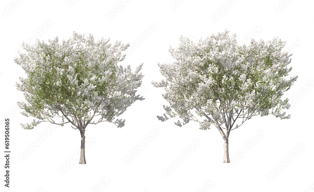 Fototapeta premium Snow on tree with transparent background