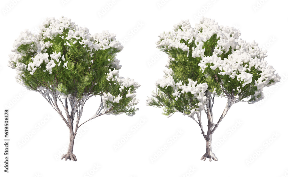 Obraz premium Snow on tree with transparent background