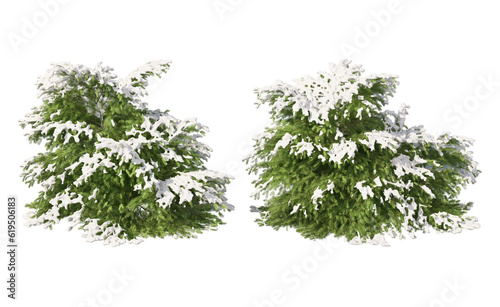 Snow on tree with transparent background