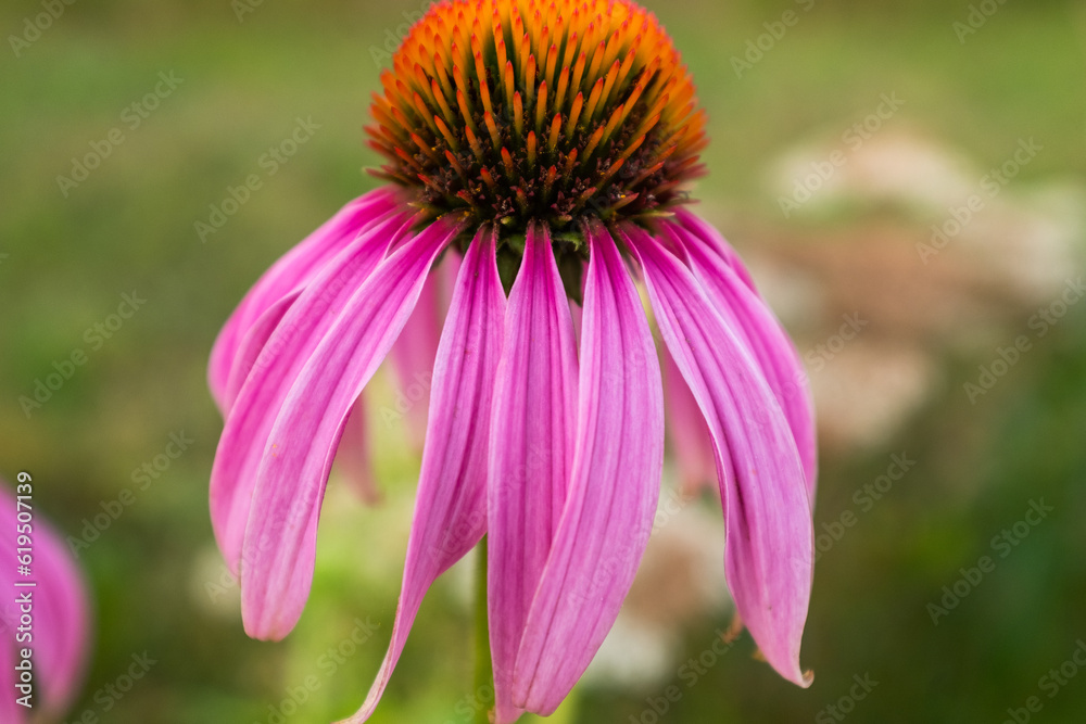A single echinacea purpurea on a green blurred backdrop. Pink echinacea flower with petals for poster, branding, calendar, multicolor card, banner, cover, post, website. High quality photo A single echinacea purpurea on a green blurred backdrop. Pink echinacea flower with petals for poster, branding, calendar, multicolor card, banner, cover, post, website. High quality photo