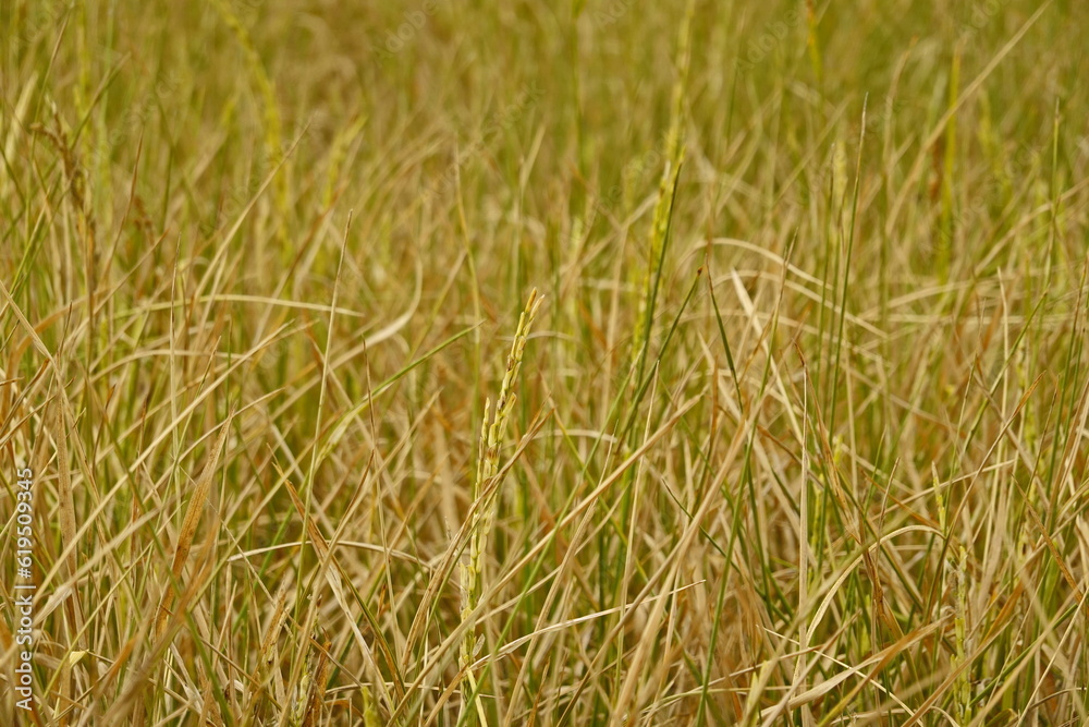 Rice field agriculture grain food  yield season