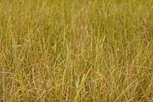 Rice field agriculture grain food yield season