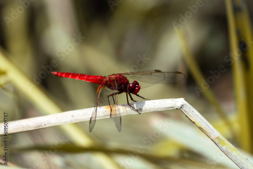 The scarlet dragonfly, scientifically known as Crocothemis erythraea, is an eye-catching creature that captures attention with its vibrant hues and graceful flight, with its slender body. photo