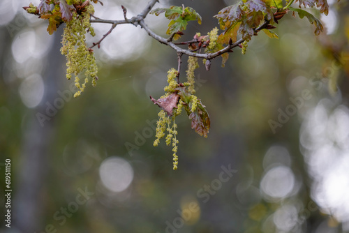 Sessile oak (Quercus petraea) blooming photo