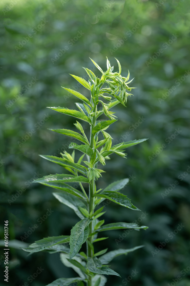 Green stem with leaves near the forest. Green stem with leaves near the forest.