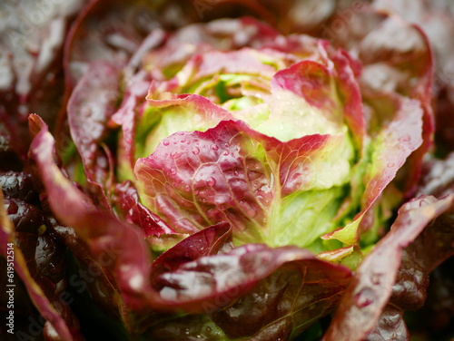 Tableau sur toile Lettuce red Romaine close-up cos Rossa harvest butterhead food Verona market sho