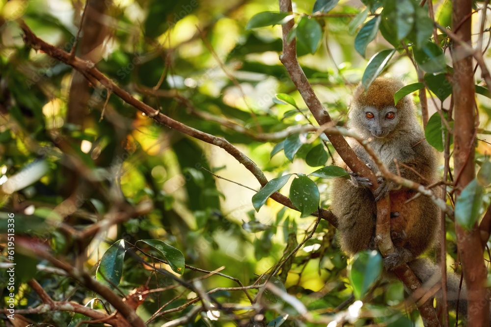 Lemurs photography concept: Eastern lesser or Grey Bamboo Lemur, Hapalemur griseus, vulnerable lemur on branch in genuine rainforest of Ranomafana National Park, Madagascar, Africa. Lemurs photography concept: Eastern lesser or Grey Bamboo Lemur, Hapalemur griseus, vulnerable lemur on branch in genuine rainforest of Ranomafana National Park, Madagascar, Africa.