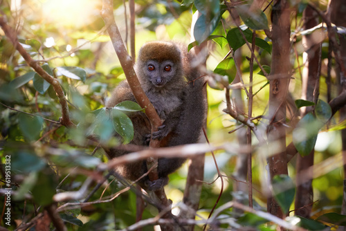 Lemurs protection: Portrait of Eastern lesser or Grey Bamboo Lemur, Hapalemur griseus, vulnerable lemur in genuine rainforest of Ranomafana National Park, Madagascar.  © Martin Mecnarowski