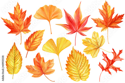 collection of autumn watercolor leaves isolated on white background. Maple Leaf. red and yellow foliage