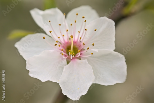 bright white Cherry plum blossom closeup in spring -  Prunus cerasifera