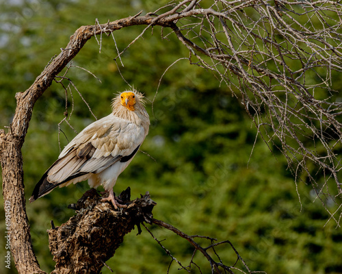Canvas Print egyptian vulture