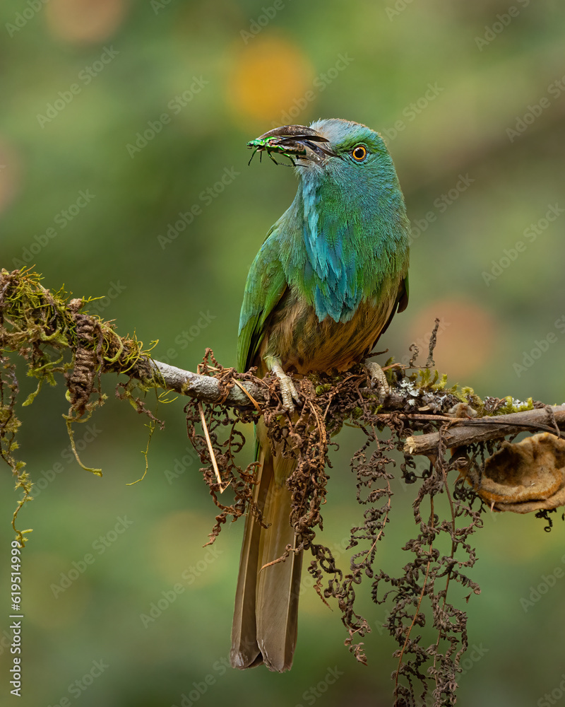 Fototapeta premium blue bearded bee-eater