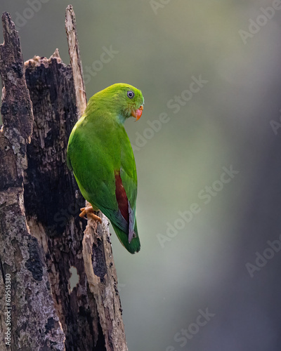 Foto vernal hanging parrot