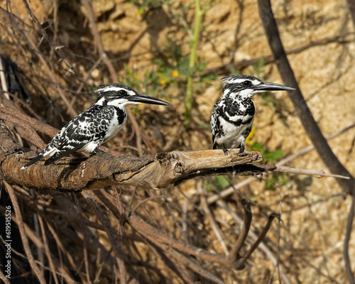 pied kingfisher