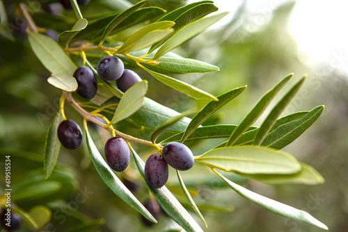 Ripe black olives on the tree