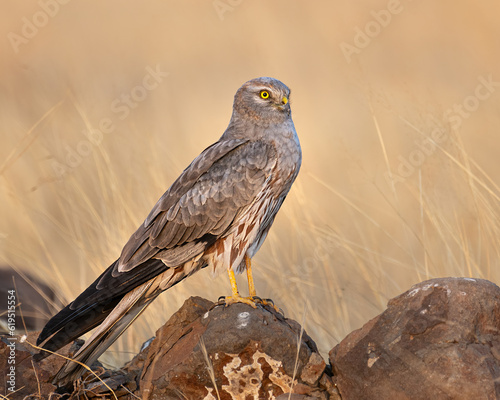 red tailed hawk