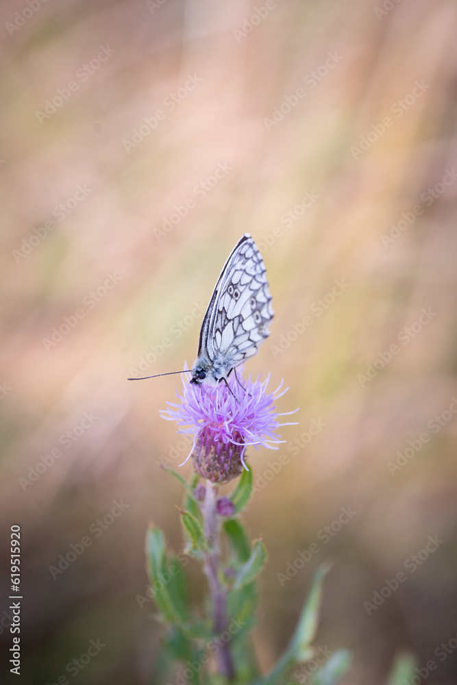 Naklejka premium Schmetterling 