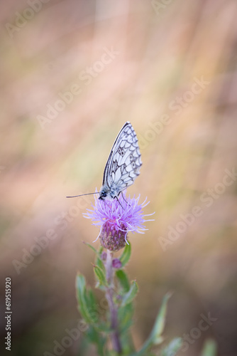 Schmetterling 