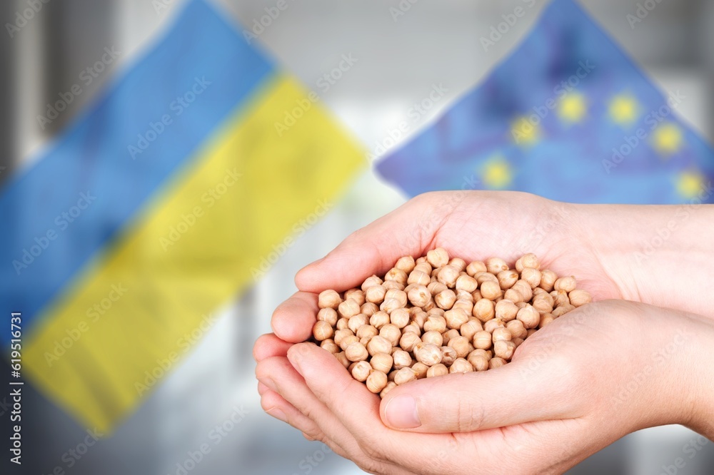 Ukraine exports of ripe wheat to Europe on flag background Ukraine exports of ripe wheat to Europe on flag background